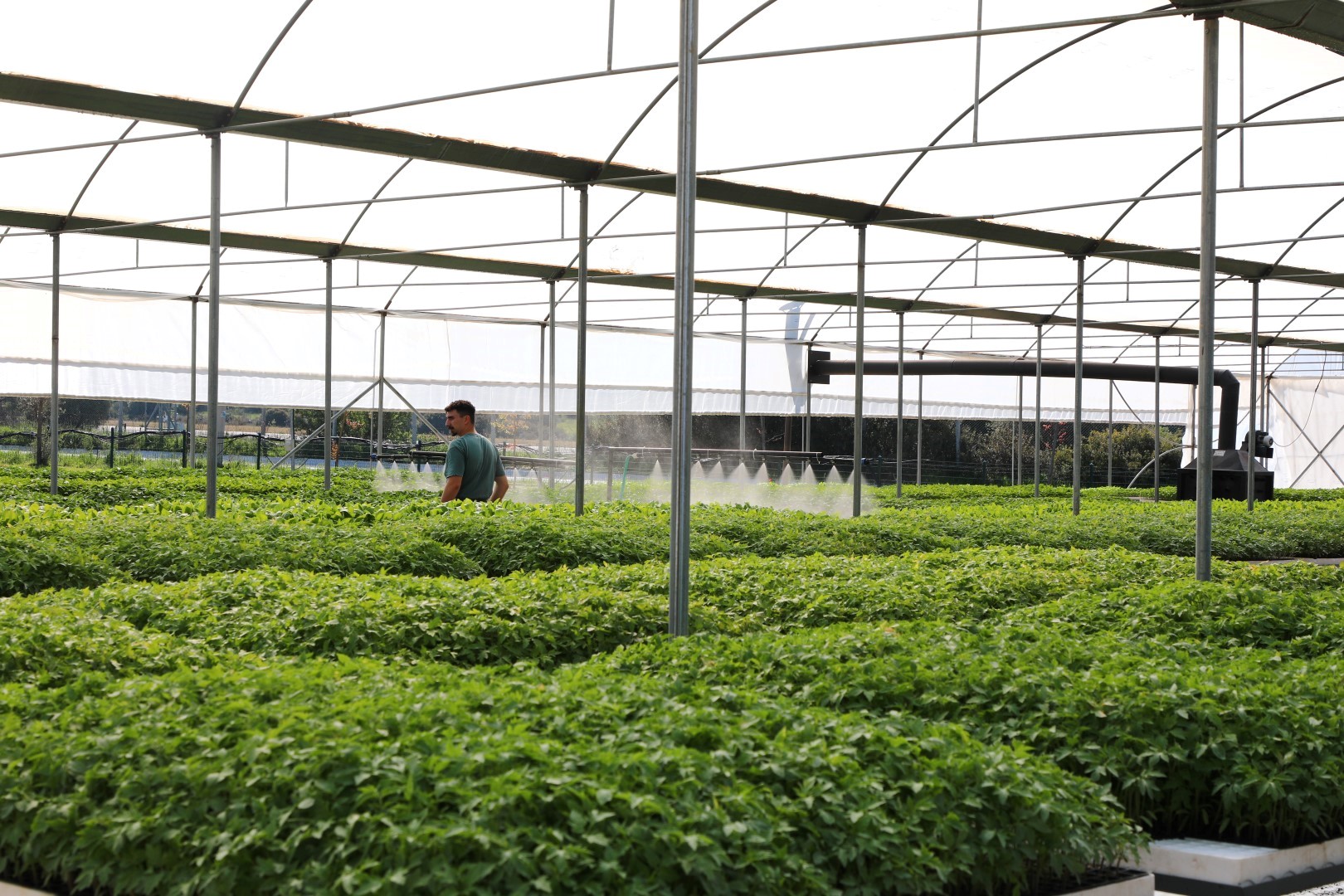 Bodrum Belediyesi Bodrum Belediyesi Belediyeden Ciftciye Yazlik Fide Destegi (8)