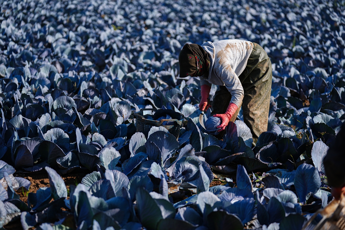 A A 20241208 36422466 36422434 K I S L I K S E B Z E H A V A S A R T L A R I N E D E N I Y L E P A Z A R T E Z G A H I N A G E C I K M E L I C I K T I