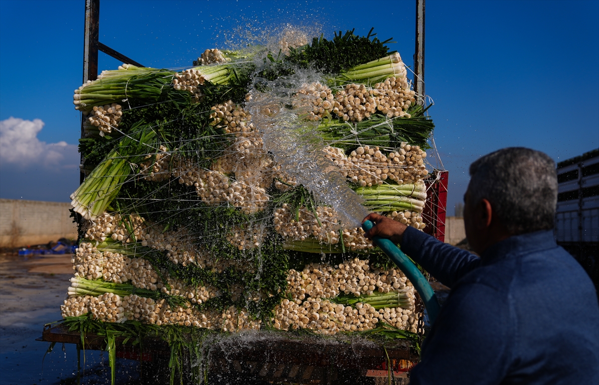 A A 20241208 36422466 36422435 K I S L I K S E B Z E H A V A S A R T L A R I N E D E N I Y L E P A Z A R T E Z G A H I N A G E C I K M E L I C I K T I