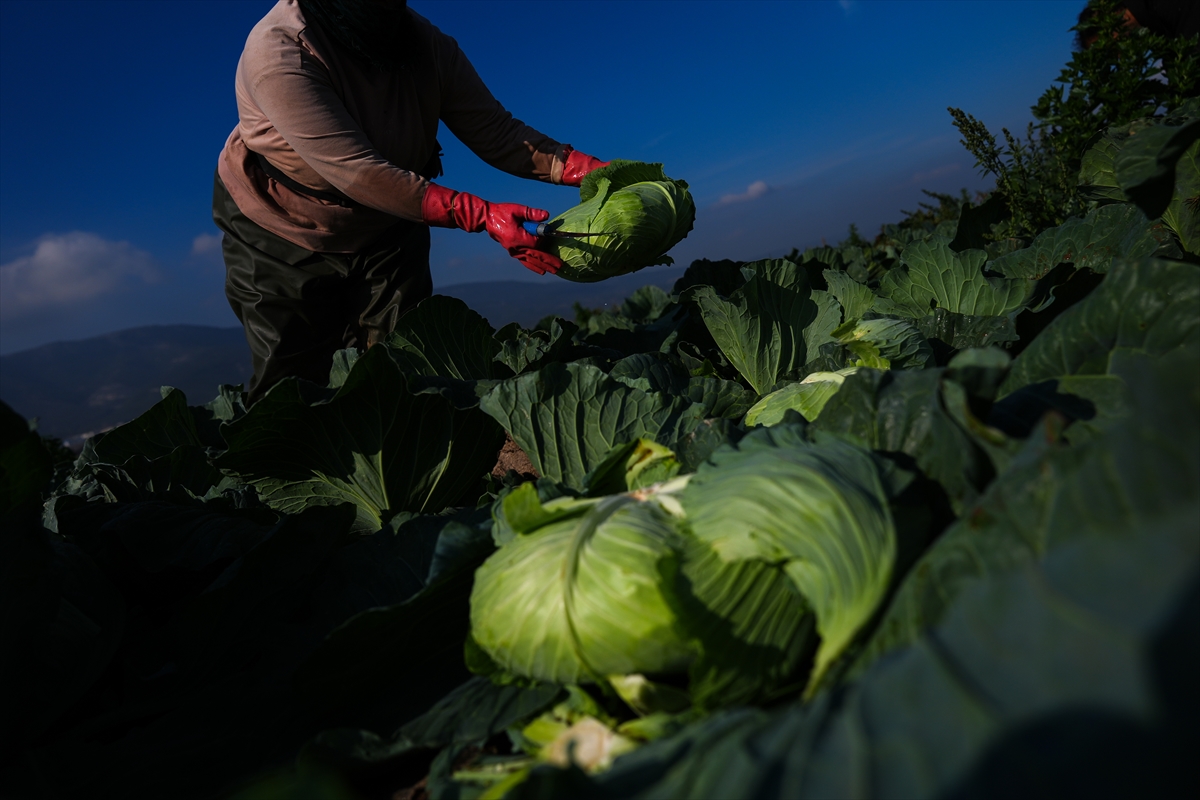 A A 20241208 36422466 36422436 K I S L I K S E B Z E H A V A S A R T L A R I N E D E N I Y L E P A Z A R T E Z G A H I N A G E C I K M E L I C I K T I