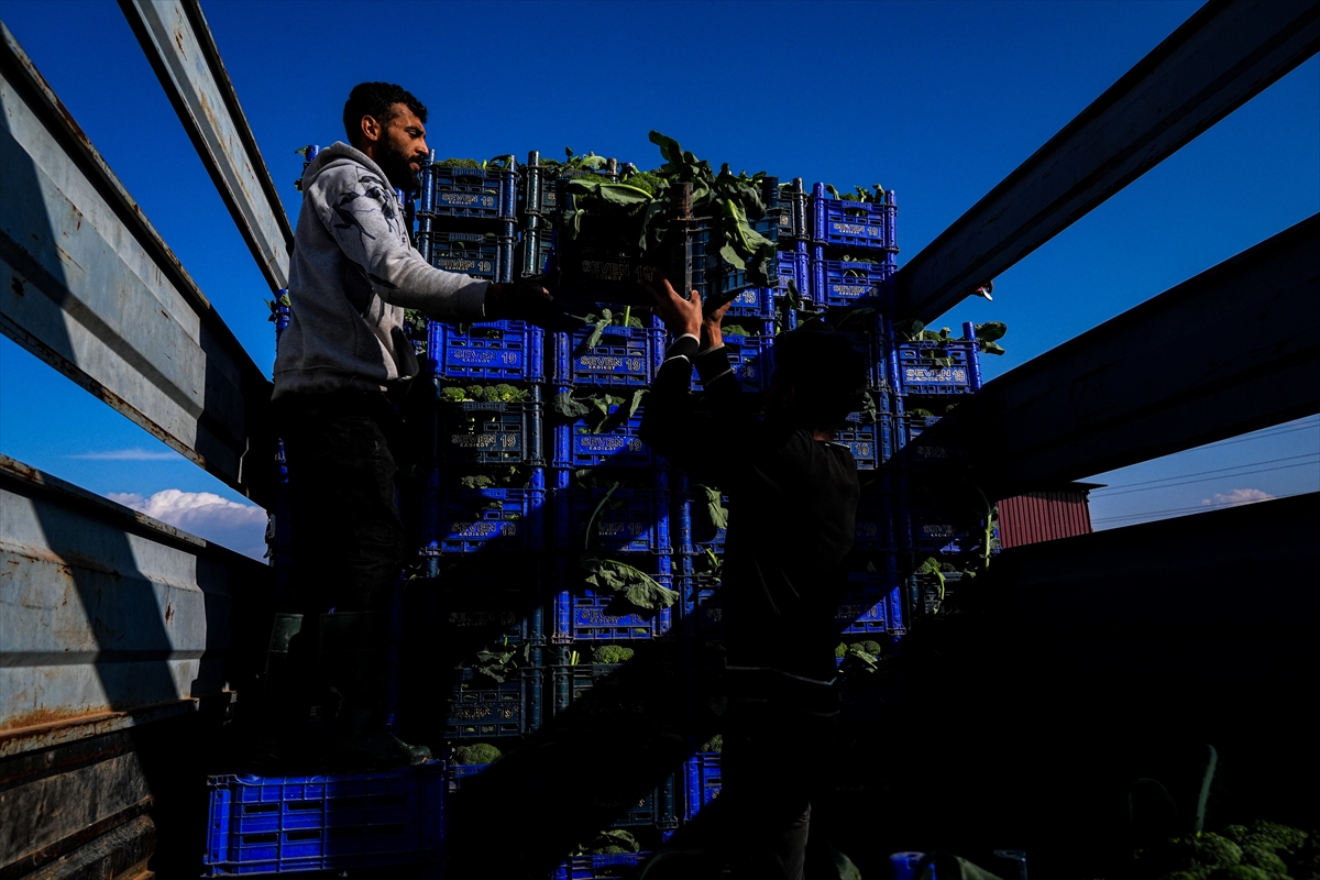 A A 20241208 36422466 36422437 K I S L I K S E B Z E H A V A S A R T L A R I N E D E N I Y L E P A Z A R T E Z G A H I N A G E C I K M E L I C I K T I