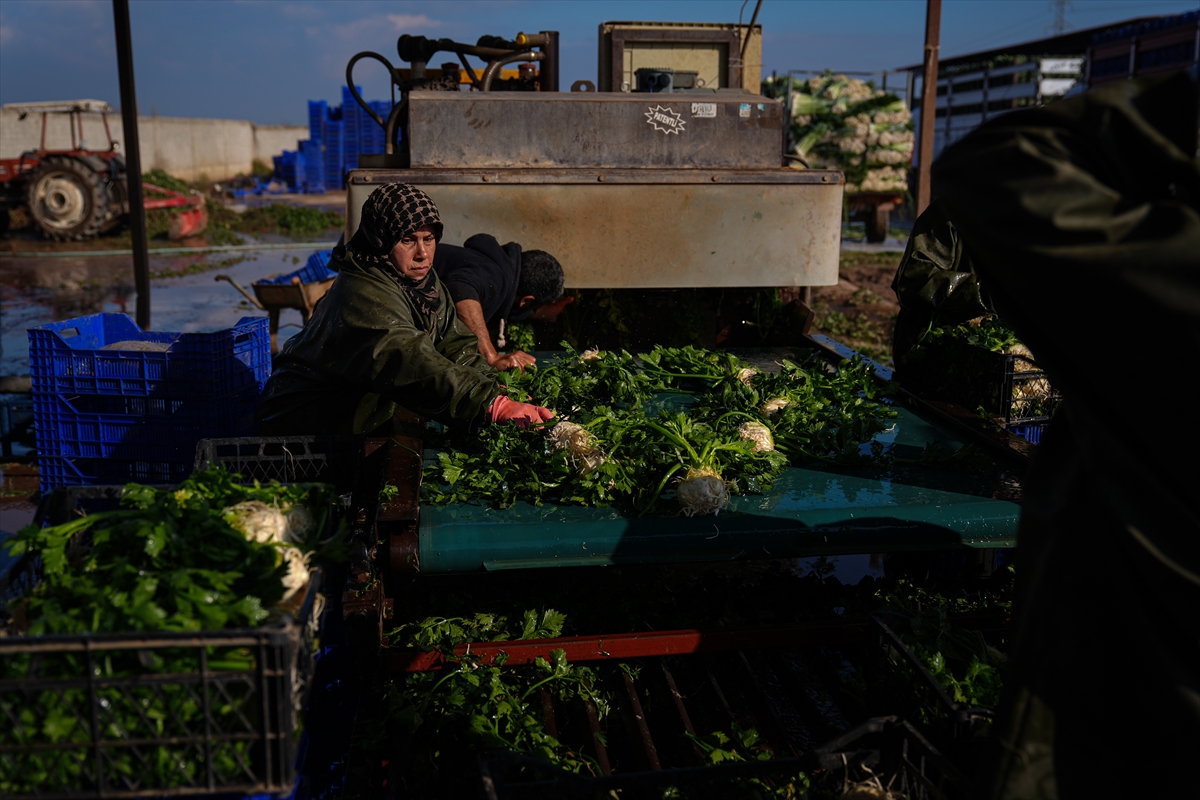 A A 20241208 36422466 36422440 K I S L I K S E B Z E H A V A S A R T L A R I N E D E N I Y L E P A Z A R T E Z G A H I N A G E C I K M E L I C I K T I