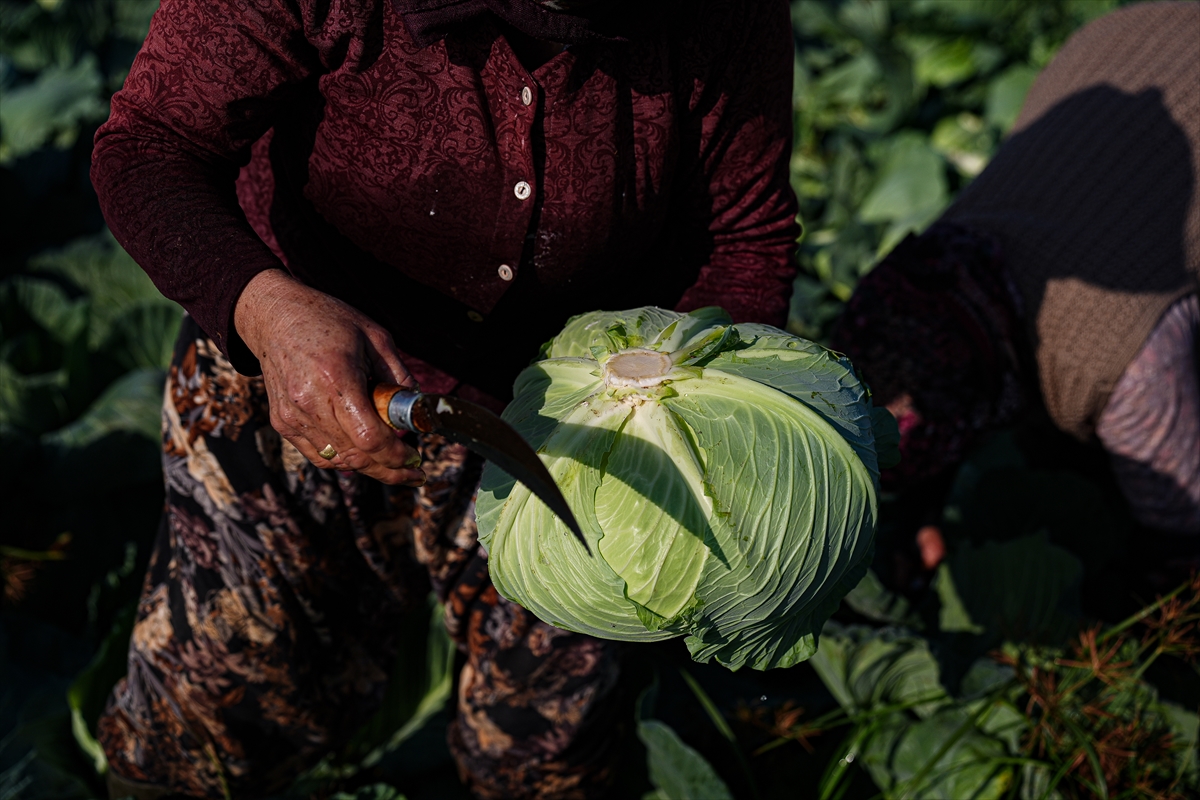 A A 20241208 36422466 36422446 K I S L I K S E B Z E H A V A S A R T L A R I N E D E N I Y L E P A Z A R T E Z G A H I N A G E C I K M E L I C I K T I