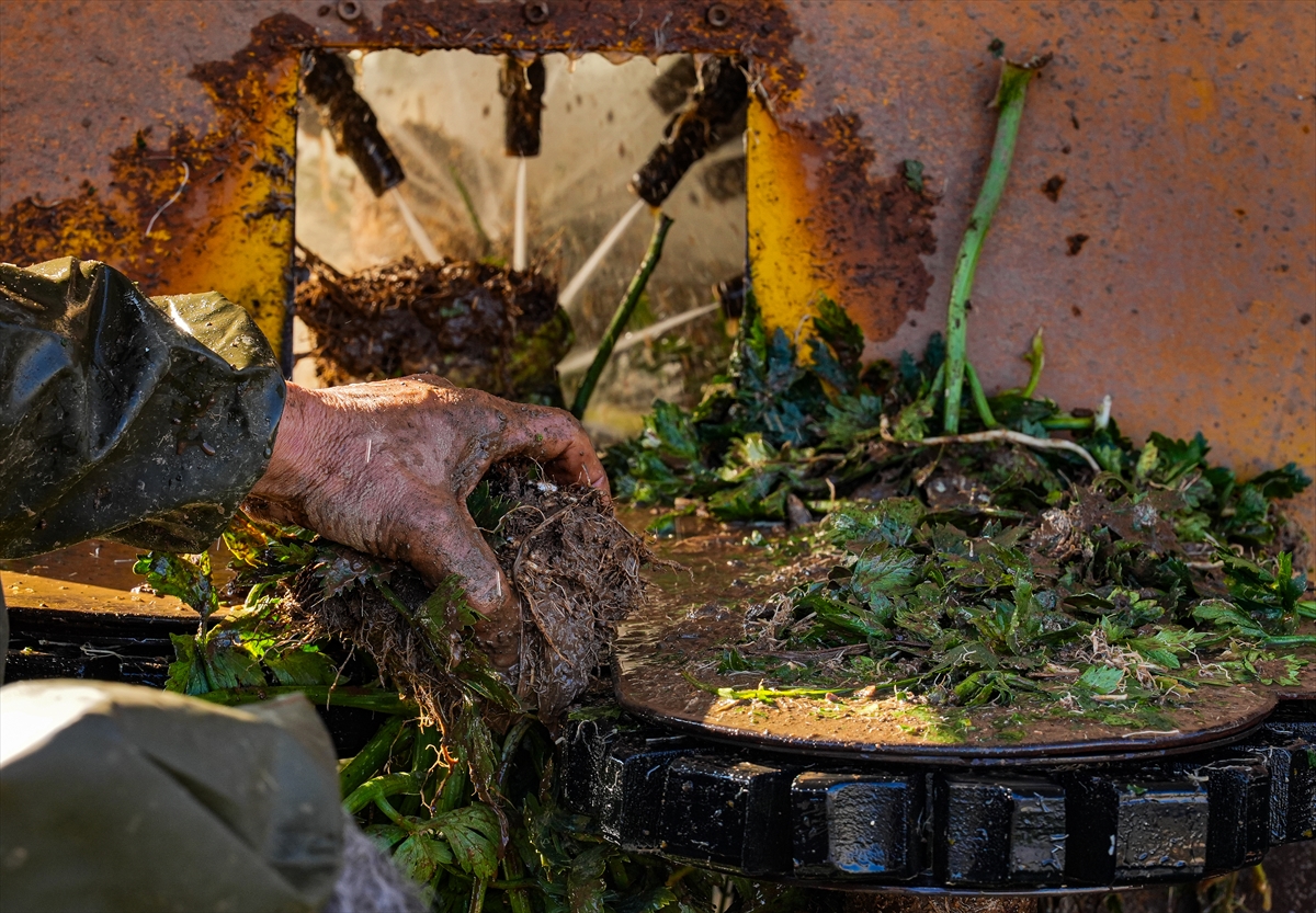 A A 20241208 36422466 36422452 K I S L I K S E B Z E H A V A S A R T L A R I N E D E N I Y L E P A Z A R T E Z G A H I N A G E C I K M E L I C I K T I