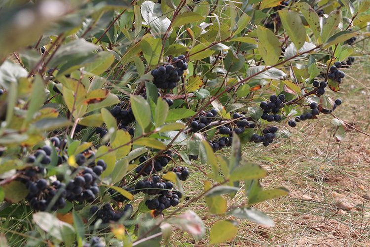 11 2023 06112023 Aronya2