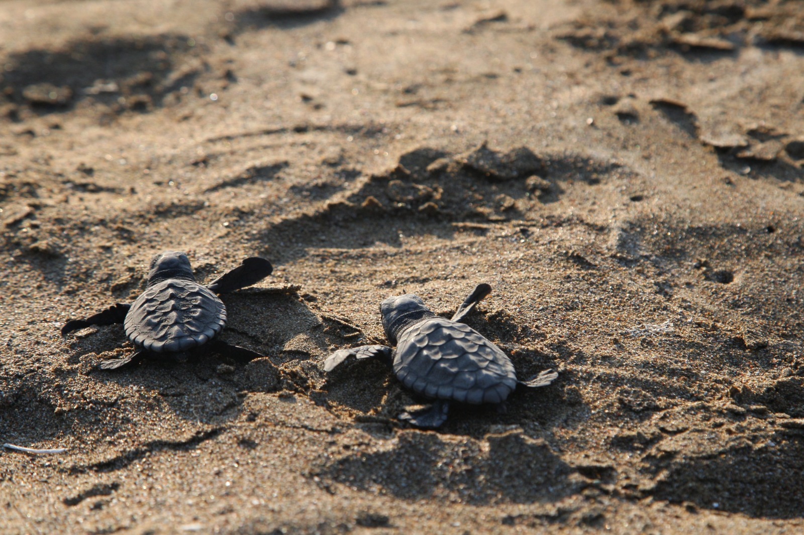 Whatsapp Image 2025 02 19 At 12.30.16 (1)