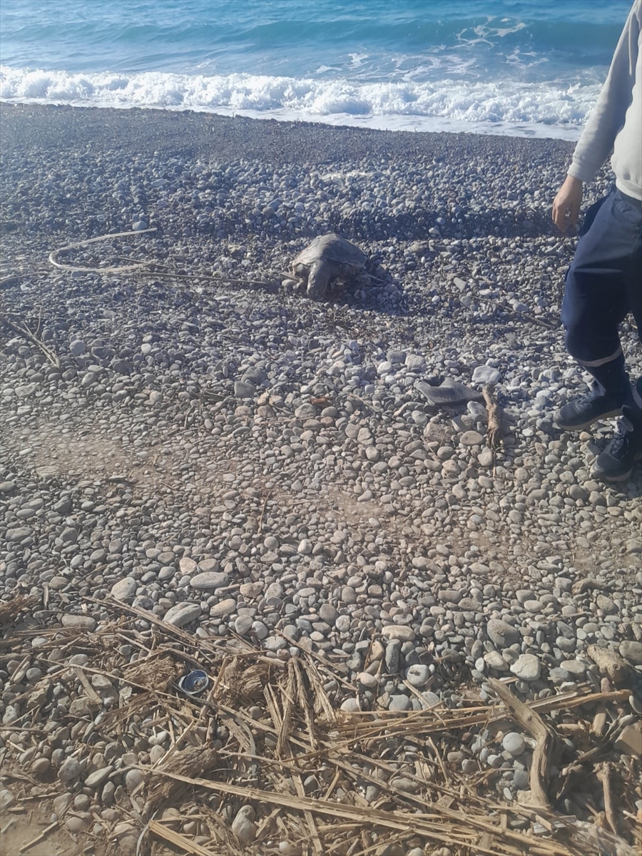 A A 20250312 37313599 37313598 D A T C A D A S A H I L D E O L U C A R E T T A C A R E T T A B U L U N D U