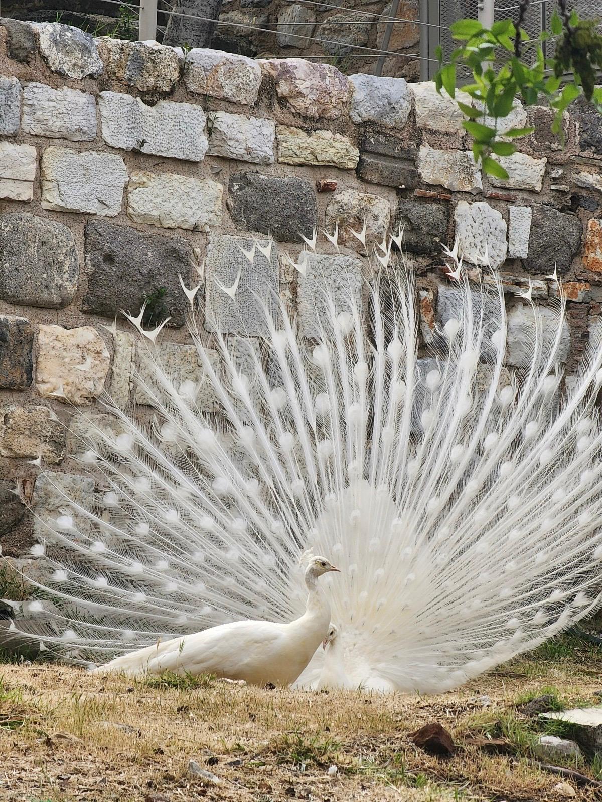 Whatsapp Görsel 2025 03 31 Saat 13.28.54 357209Ad