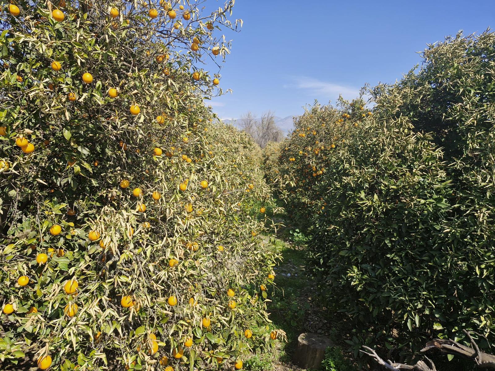 Whatsapp Image 2025 03 19 At 09.19.04