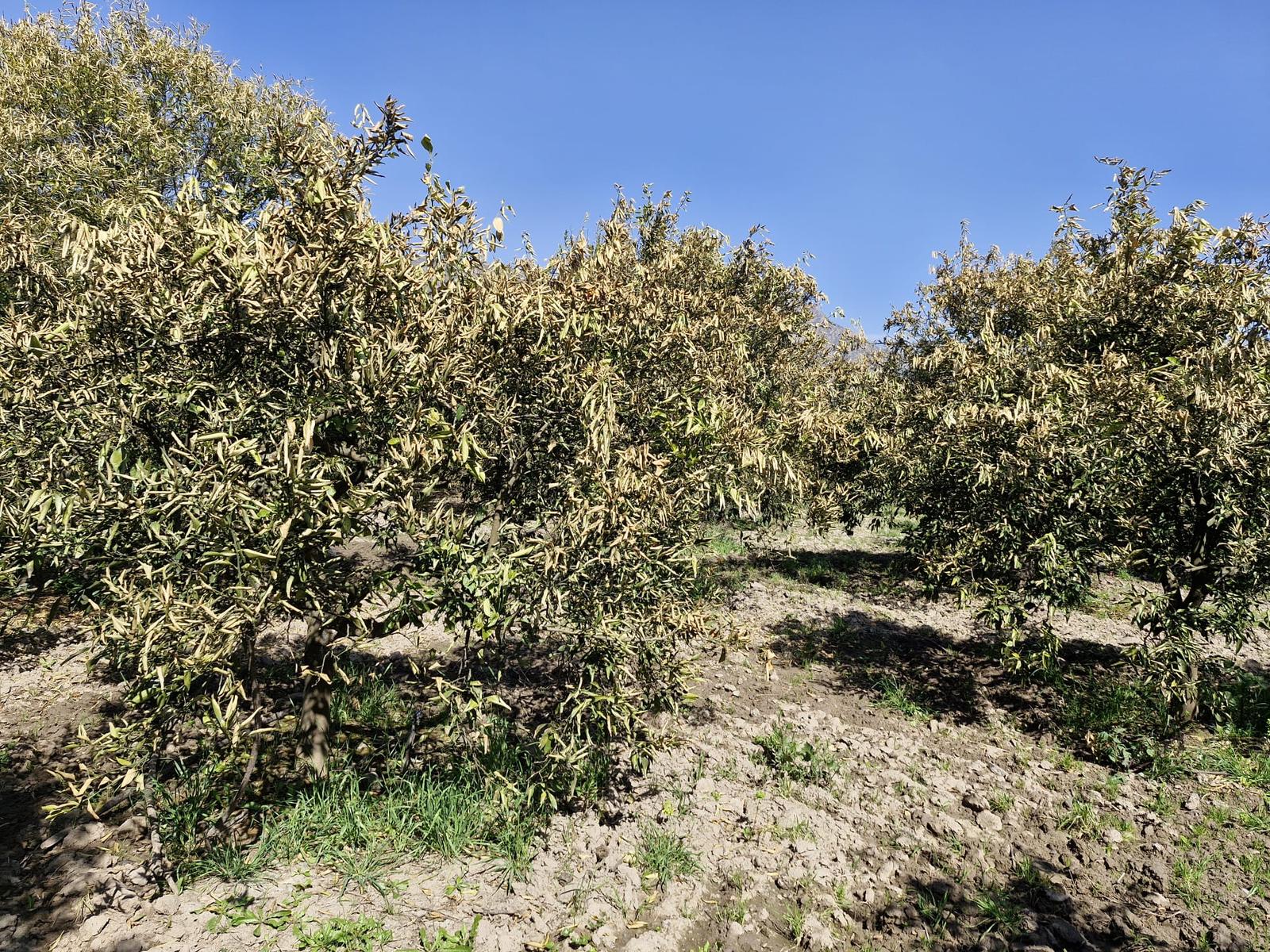 Whatsapp Image 2025 03 19 At 09.19.05 (1)