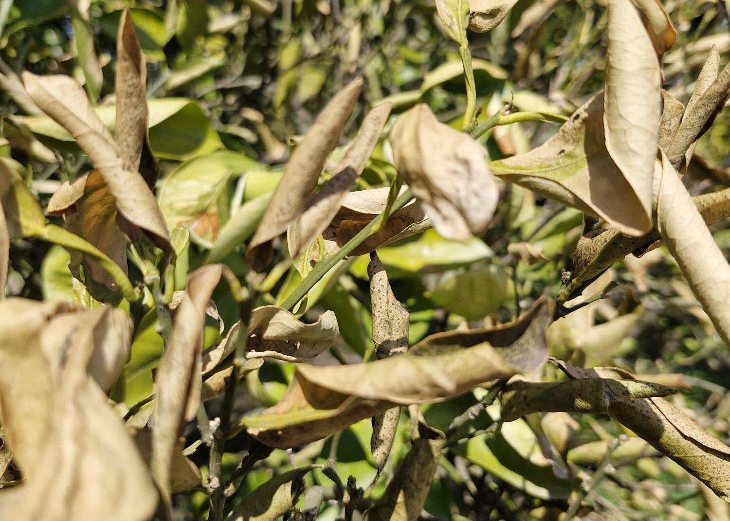 Whatsapp Image 2025 03 19 At 09.19.06