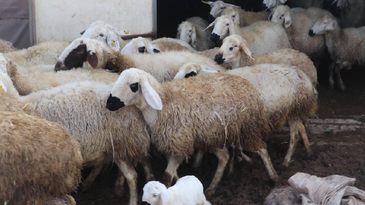 Besici Kucukbas Aa Yozgat 2188127