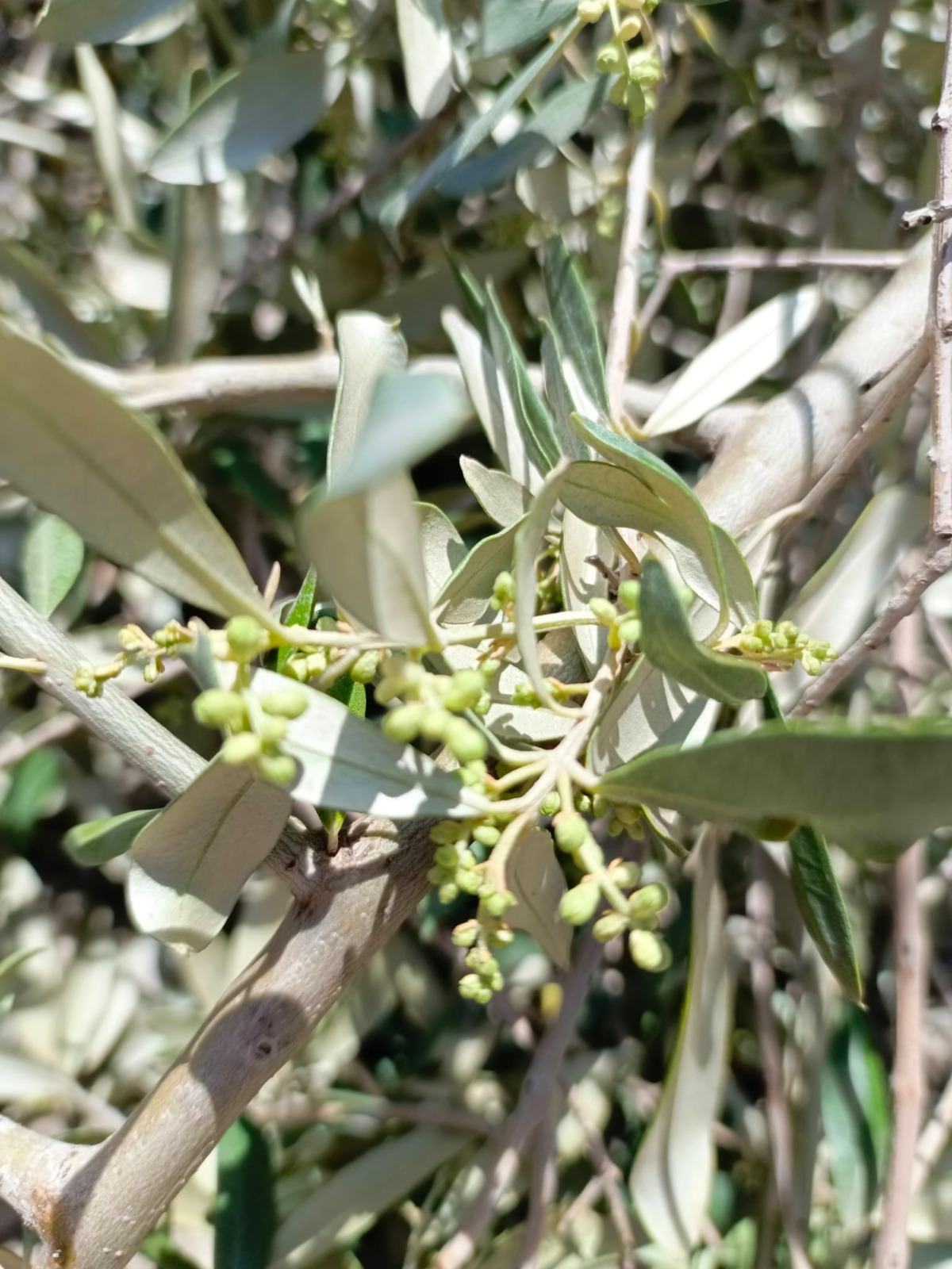 Whatsapp Image 2025 04 15 At 13.46.41