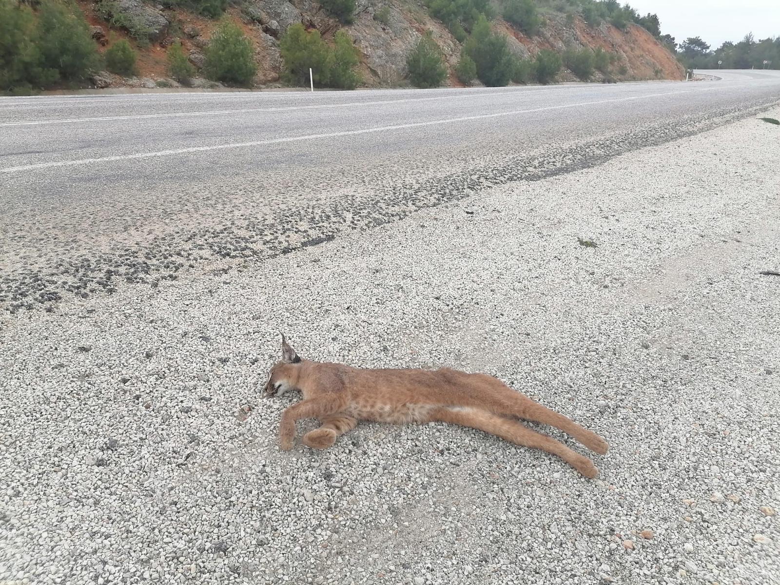 Whatsapp Image 2025 04 24 At 17.51.16