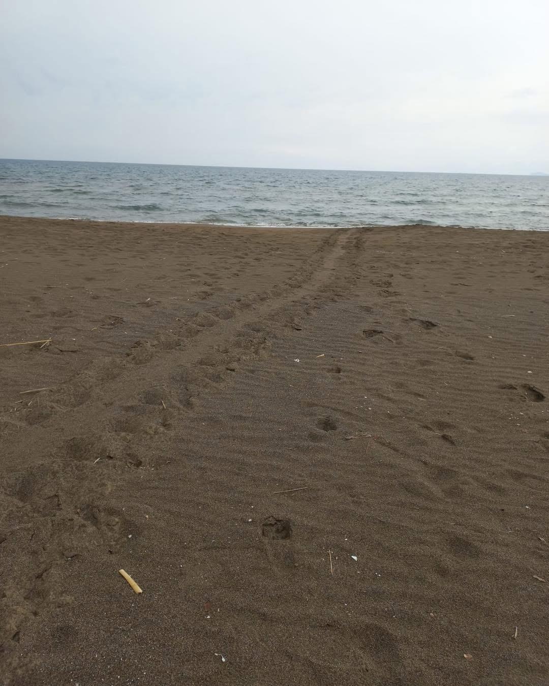 A A 20250501 37816554 37816551 M U G L A D A C A R E T T A C A R E T T A L A R I Z T U Z U S A H I L I N E Y U M U R T A B I R A K M A Y A B A S L A D I