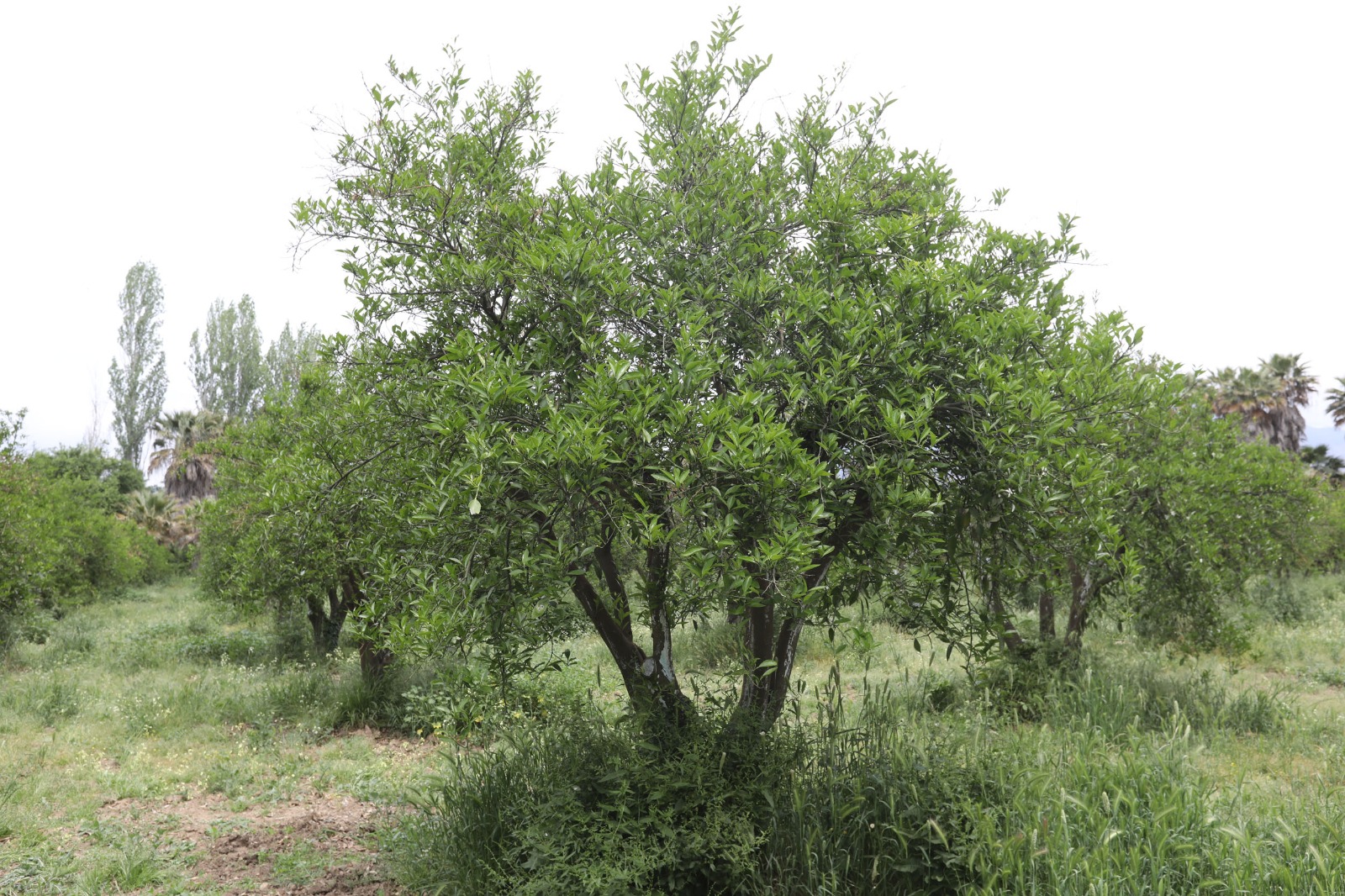 Whatsapp Image 2025 05 13 At 11.14.30