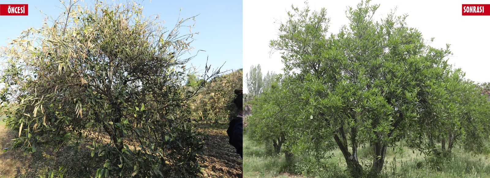 Whatsapp Image 2025 05 13 At 11.14.32