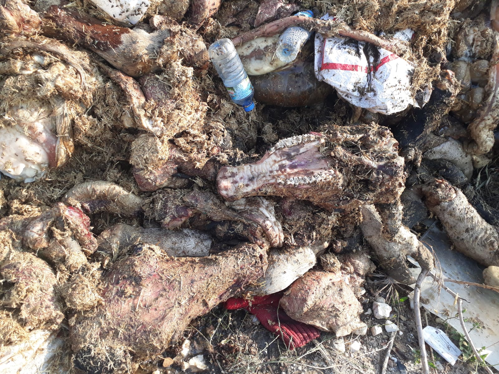 Whatsapp Image 2025 06 10 At 11.35.44