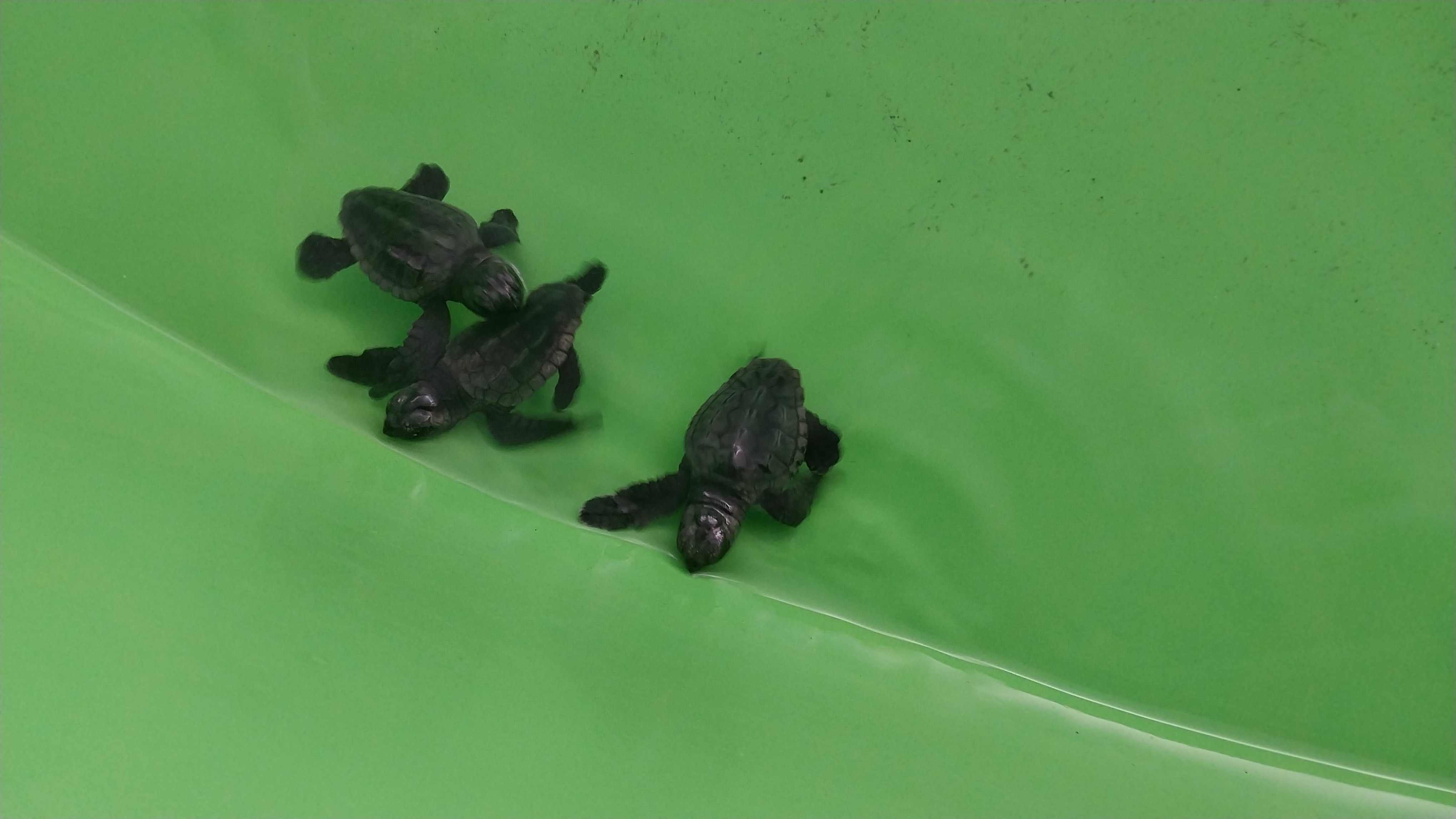 A A 20250714 38558480 38558474 M U G L A D A K I I Z T U Z U S A H I L I N D E 350 C A R E T T A C A R E T T A Y A V R U S U D E N I Z L E B U L U S T U