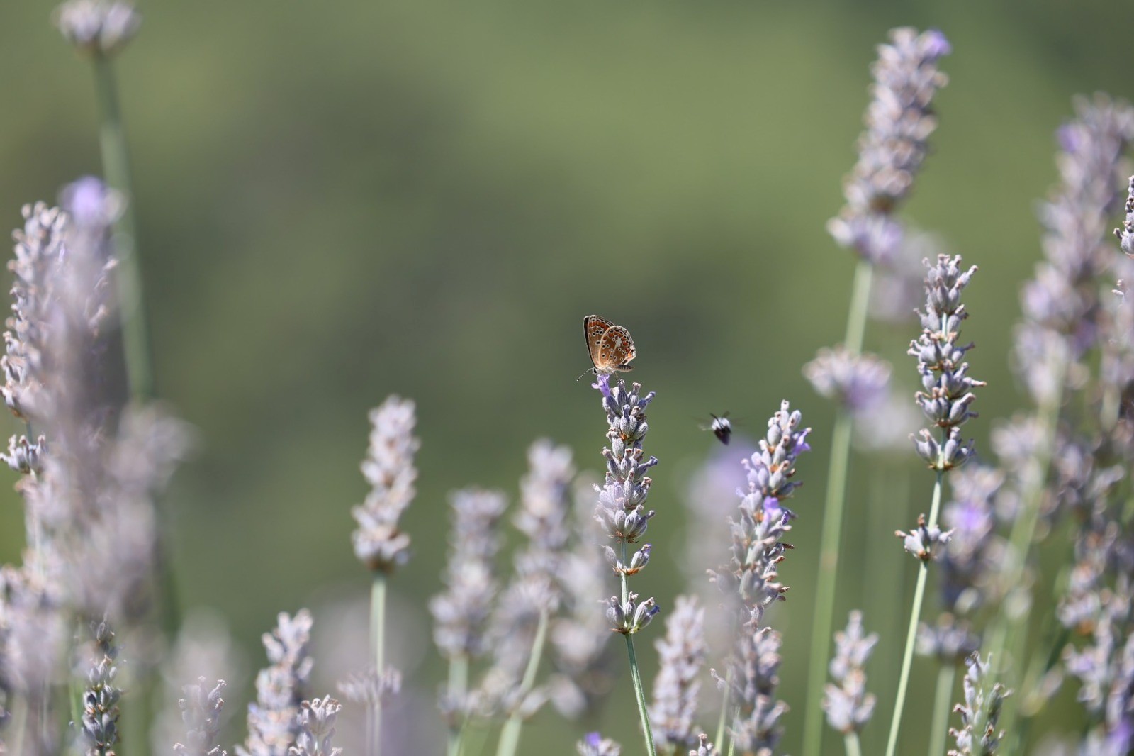 Bodrum Belediyesi Gençlik Ve Tarim Kampinin Birinci Dönemi Tamamlandi (9)