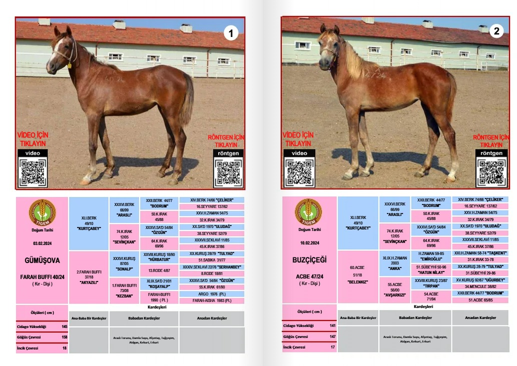 Whatsapp Image 2025 07 08 At 12.55.28