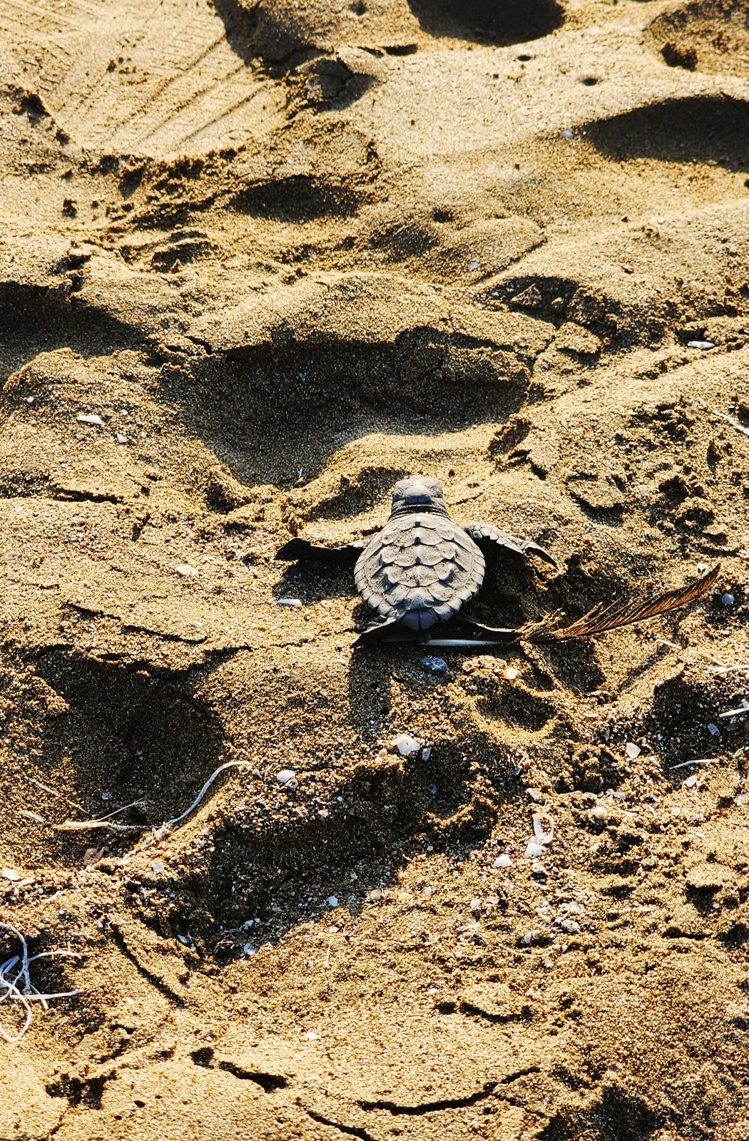 Whatsapp Image 2025 07 09 At 12.43.02 (2)