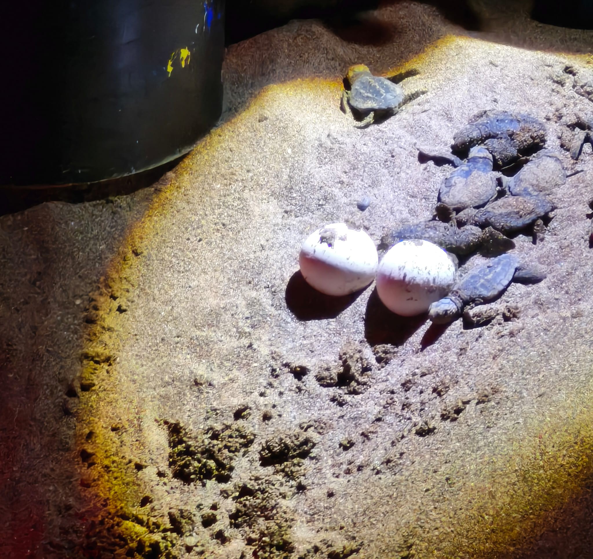 536279465 4078652132373681 7162166048922686029 N