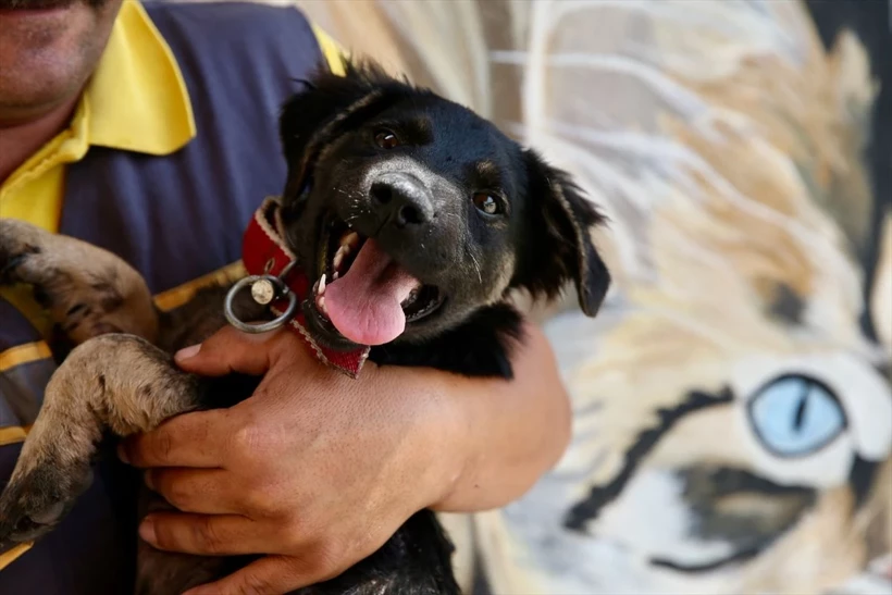 Aa 20250809 38782615 38782605 Zifte Cnnj