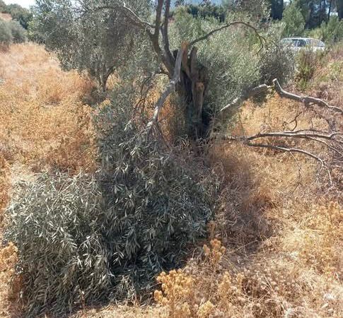 Whatsapp Image 2025 08 24 At 20.11.55