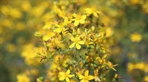 Whatsapp Image 2025 09 10 At 11.12.15